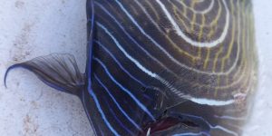 Emperor Angelfish