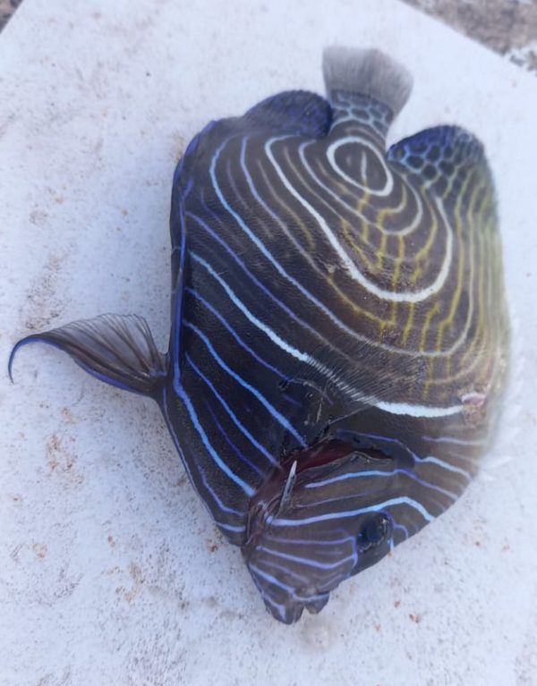 Emperor Angelfish