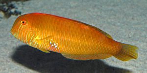 Pearly Razorfish