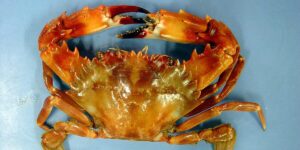 Heller’s swimming Crab