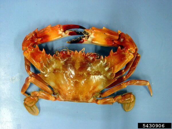 Heller’s swimming Crab
