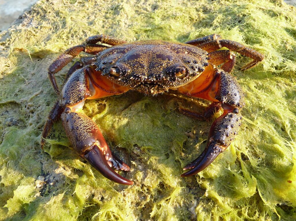 Warty Crab / Yellow Crab