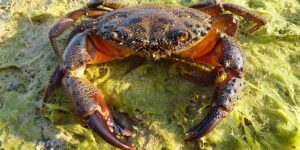 Warty Crab / Yellow Crab