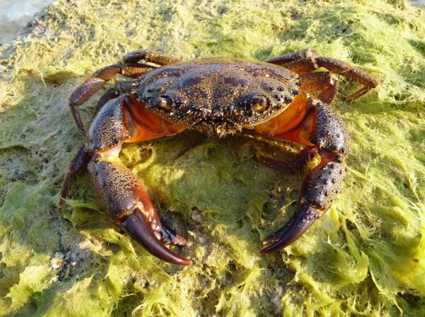 Warty Crab / Yellow Crab