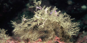 Tree Hydroid