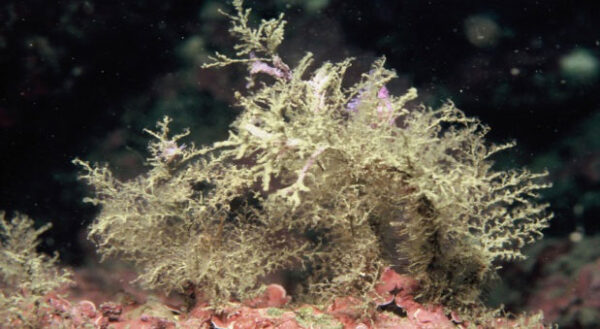 Tree Hydroid