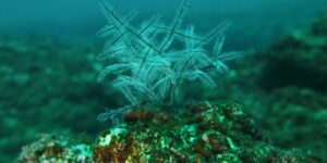 Stinging bush hydroid, White Stinger