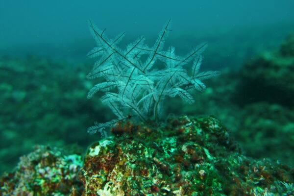Stinging bush hydroid, White Stinger
