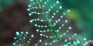 Christmas tree hydroid, Feather hydroid, Stinging bush hydroid