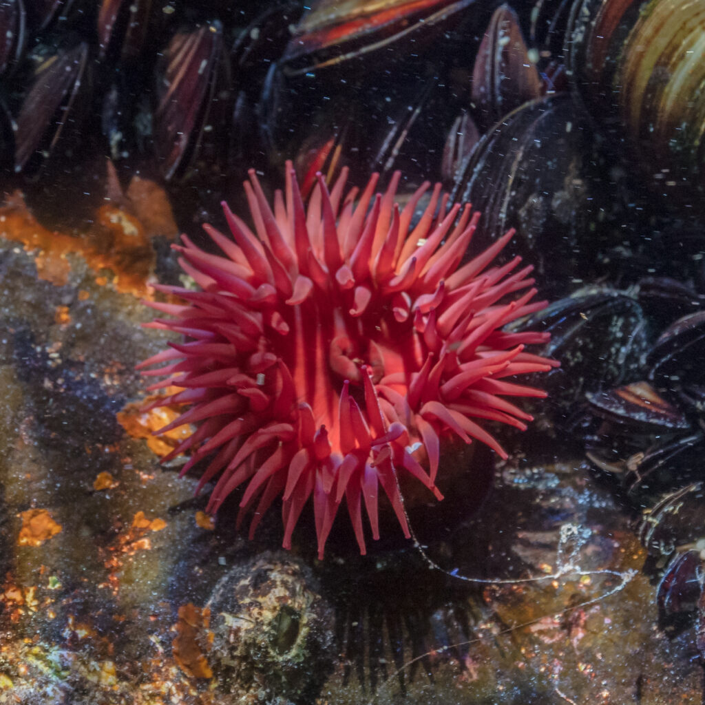 Beadlet Anemone, Plum Anemone, Red-Sea Anemone