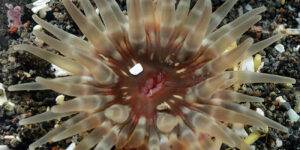 Green Snakelock Anemone, Gem Anemone