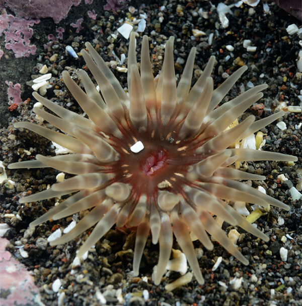 Green Snakelock Anemone, Gem Anemone