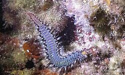 Bearded Fireworm