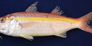 Goldband Goatfish
