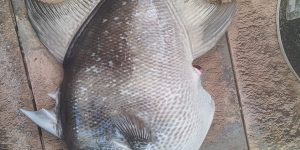 Grey Triggerfish