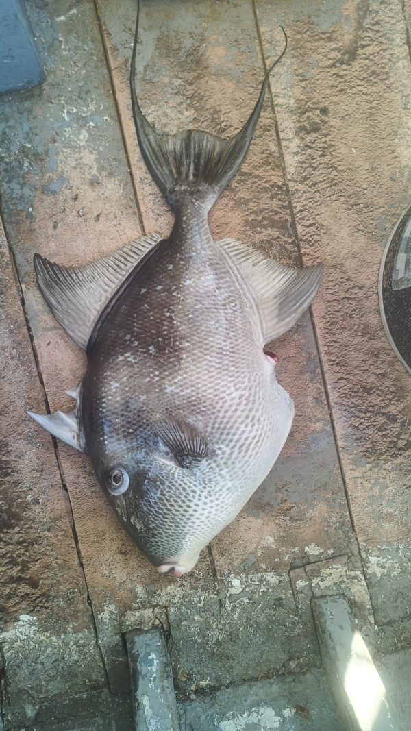 Grey Triggerfish