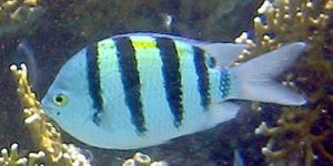 Indo-Pacific Sergeant