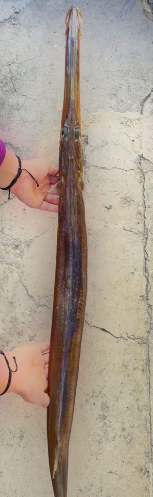 Red Cornetfish