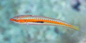 Mediterranean Rainbow Wrasse