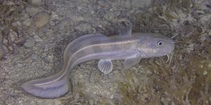 Striped Eel Catfish