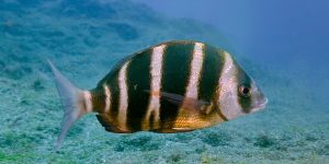 Zebra Seabream