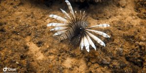 Devil Firefish