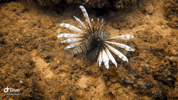 Devil Firefish