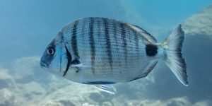 White Seabream