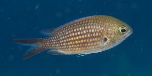 Damselfish