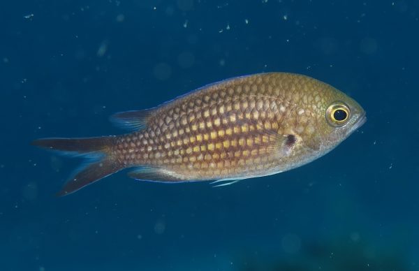 Damselfish