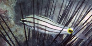 Two-spot Cardinalfish