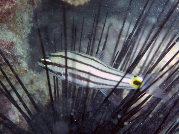 Two-spot Cardinalfish