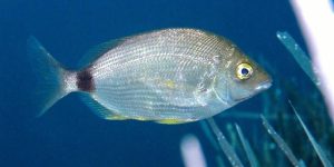 Annular Seabream