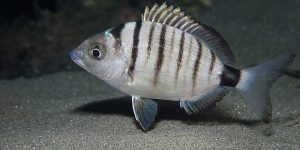 Sharpsnout Seabream