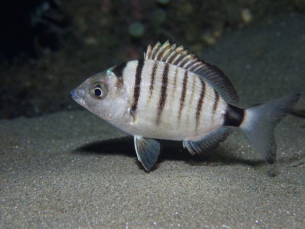 Sharpsnout Seabream