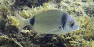 Common Two-banded Seabream