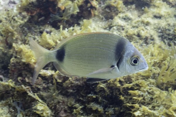 Common Two-banded Seabream
