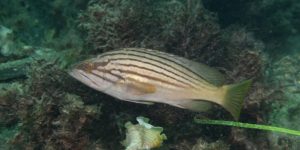 Goldblotch Grouper