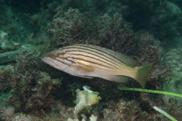 Goldblotch Grouper