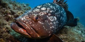 Dusky Grouper