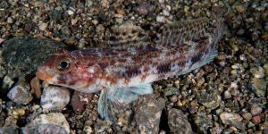 Slender Goby