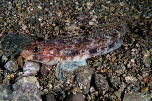 Slender Goby