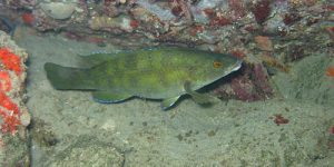Brown Wrasse