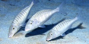 Sand Steenbras