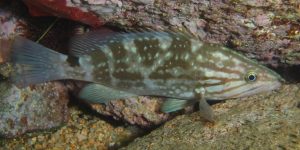 Mottled Grouper