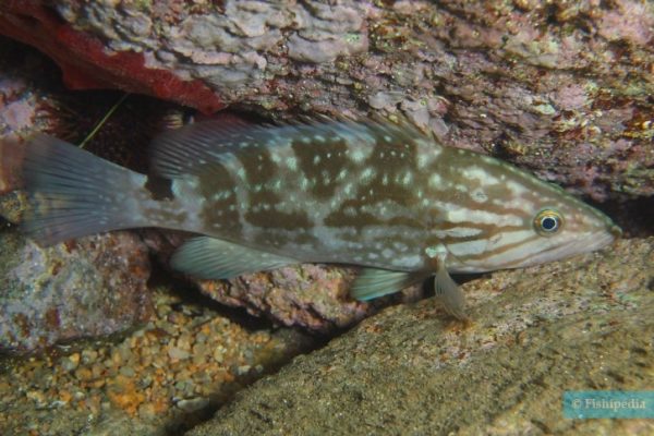 Mottled Grouper