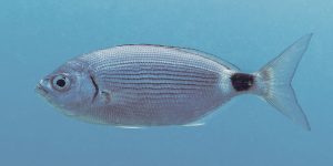 Saddled Seabream