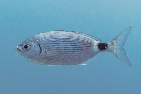 Saddled Seabream