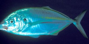 White Trevally