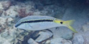 Red Sea Goatfish